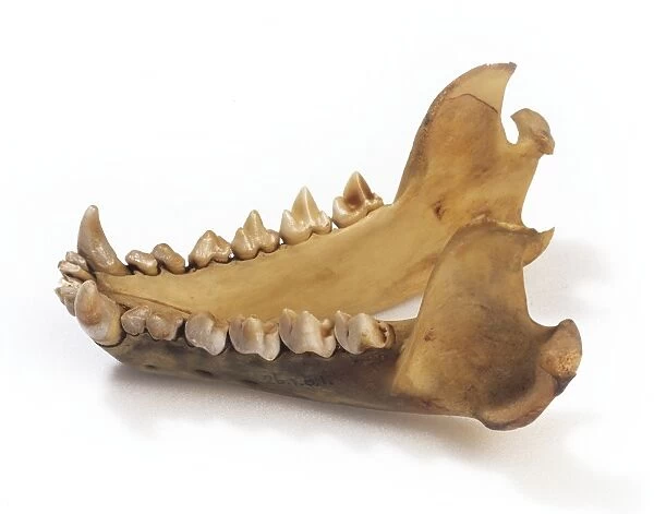Tasmanian devil jaw c for sale as framed prints photos wall art and photo gifts