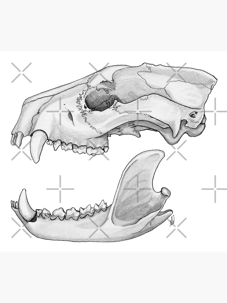 Tasmanian devil skull metal print for sale by gorgeousscience