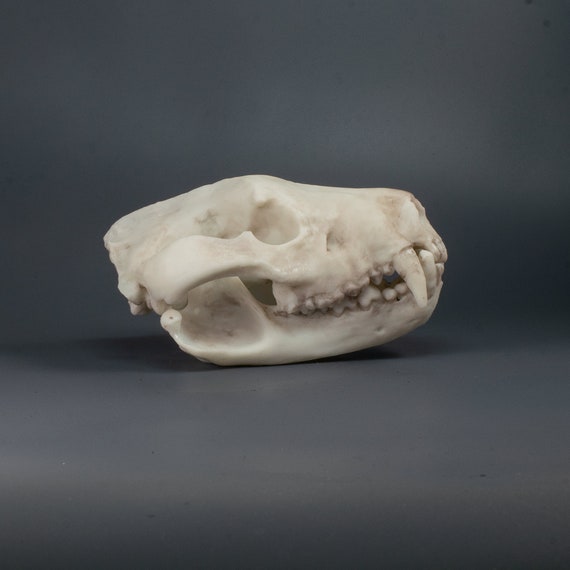 Buy tasmanian devil skull replica museum quality online in india