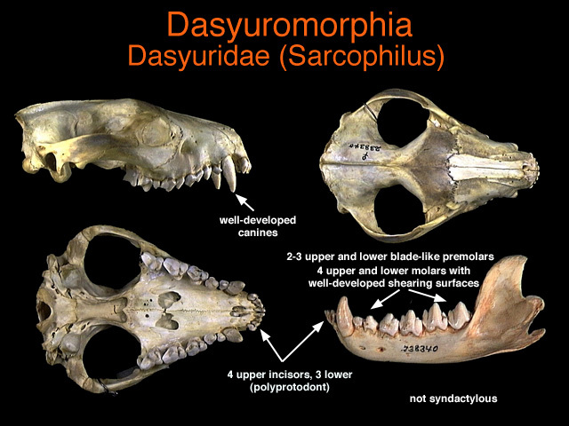 Adw dasyuridaejpg
