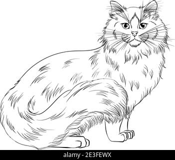 Vector hand drawing portrait of ragdoll cat in black and white colors monochrome realistic retro portrait of cat vector vintage illustration isolate stock vector image art