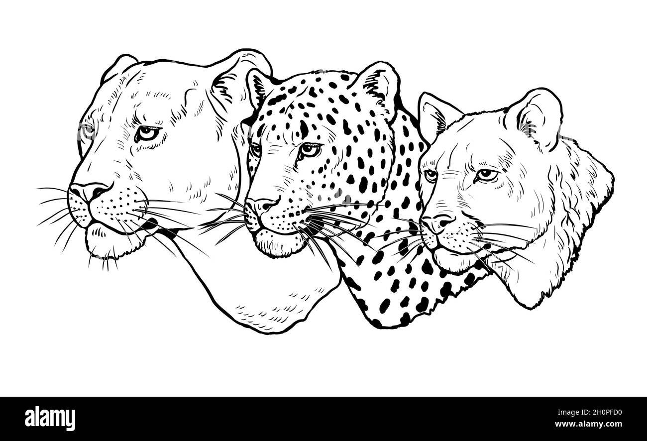 Lion portrait drawing black and white stock photos images