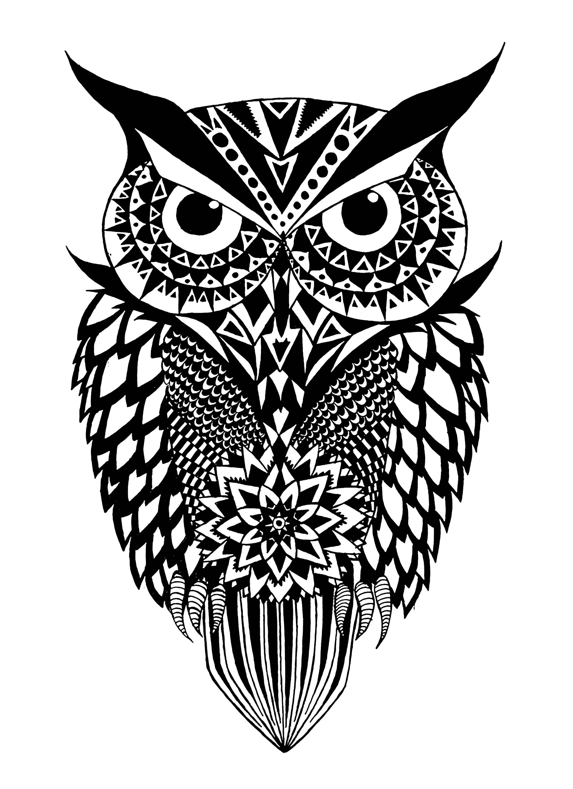 Black and white owl