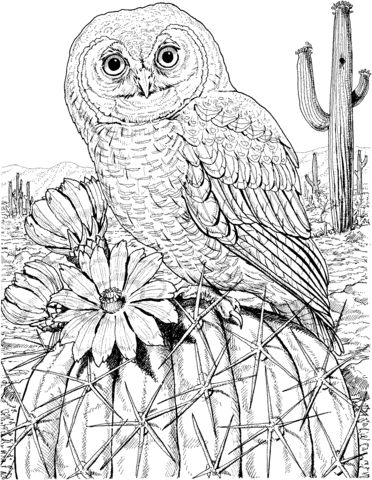 Mexican spotted owl on cactus coloring page free printable coloring pag animal coloring pag owl coloring pag bird coloring pag