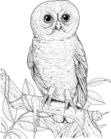 Big eyed owl coloring page free printable coloring pages ausmalbilder eulen ausmalbilder tiere ausmalbilder