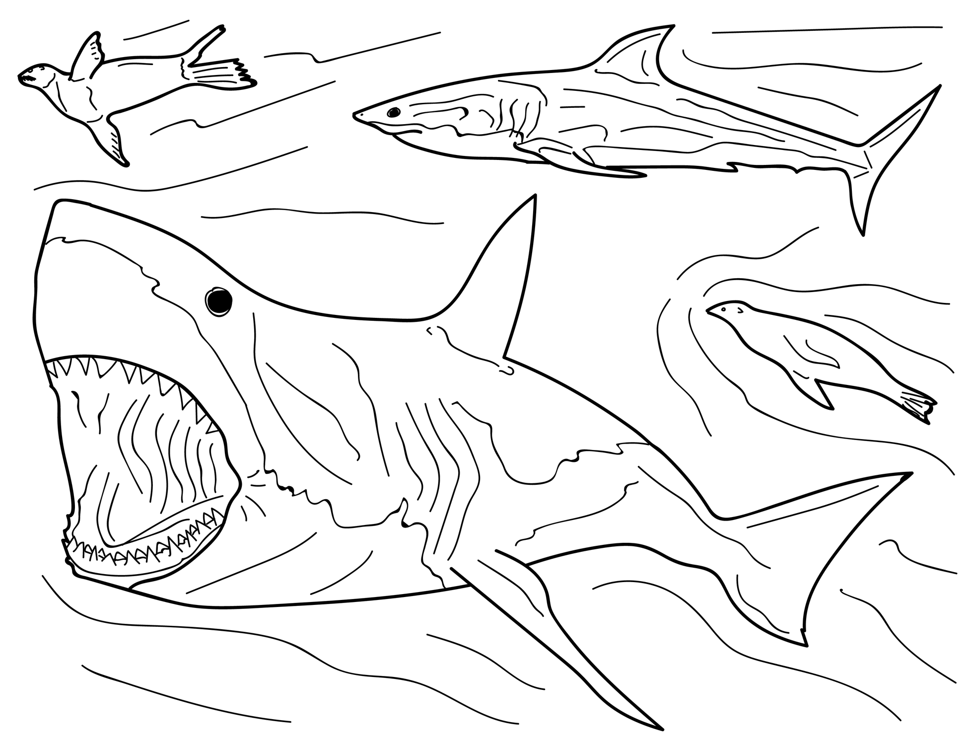 Libro educativo para colorear tiburones y rayas â advance wildlife education