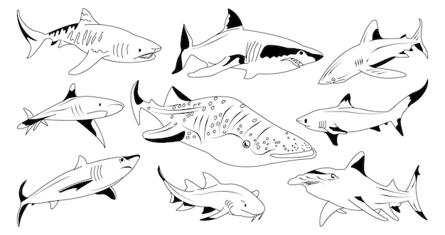 Conjunto de diferent tiburon dibujados a mano preditor marino vida de tiburon marinos y oceãnicos vector premium