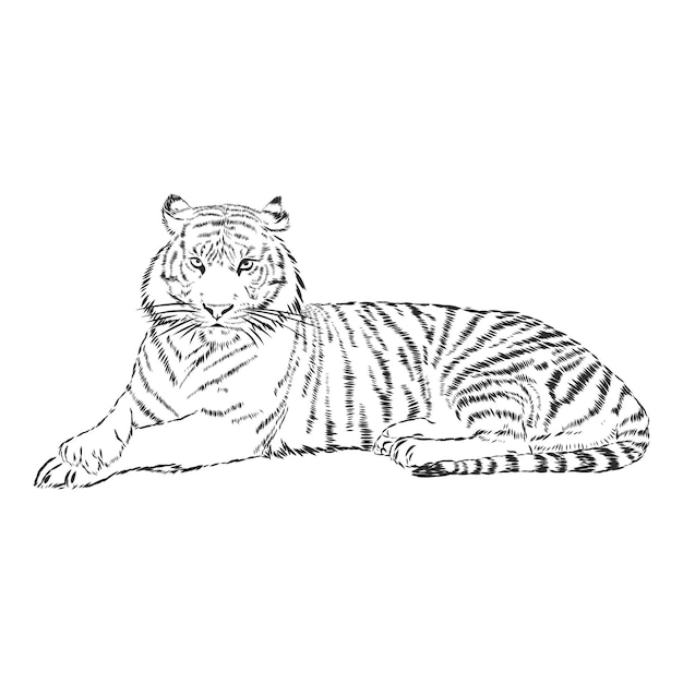Tigre dibujado con tinta de las manos de un logo de tatuaje de depredador vector premium