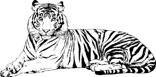 Tiger tattoo imãgenes de stock de arte vectorial