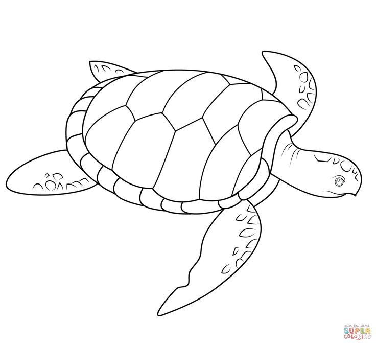 Sea turtle super loring turtle drawing turtle loring pages animal loring pages