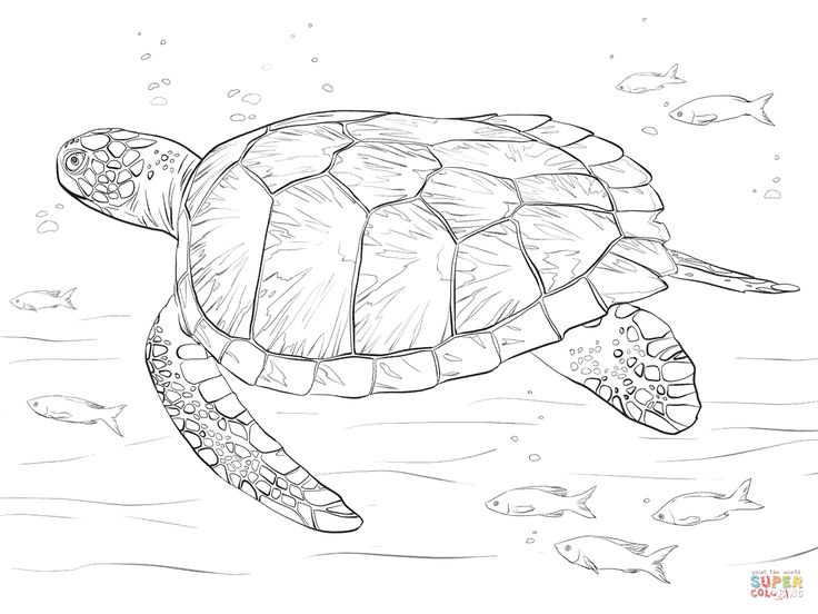 Green sea turtle super coloring turtle coloring pages turtle sketch sea turtle drawing