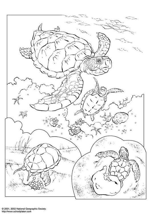 Dibujo para colorear tortuga marina