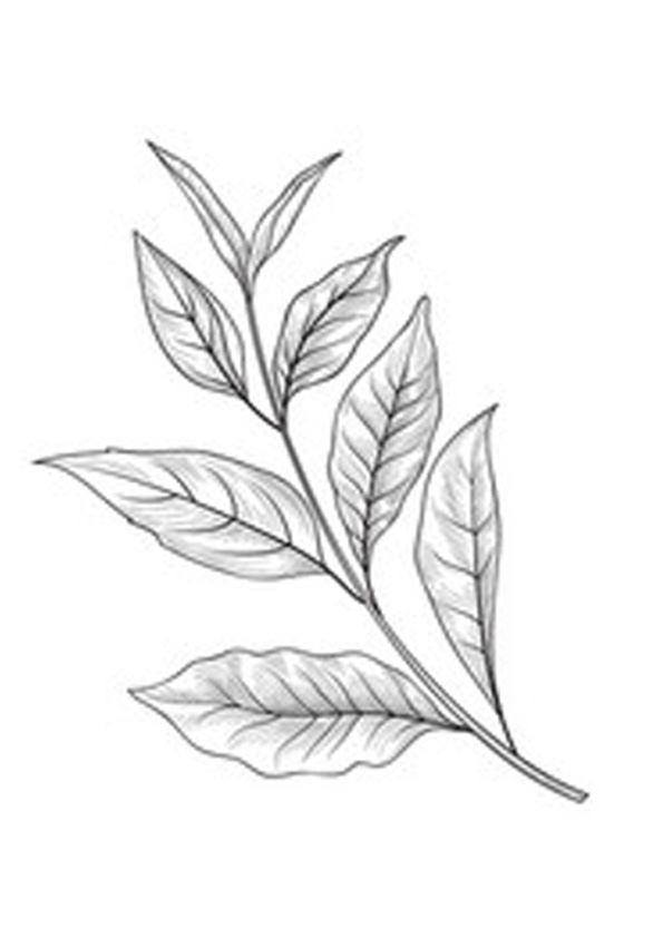 Coloring pages tea leaf coloring pages for kids