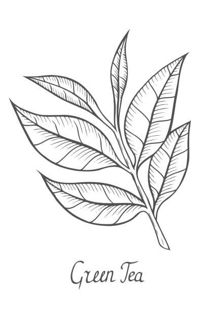 Green tea plant leaf stock illustration