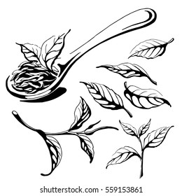 Collection tea leaves green black pekoe stock vector royalty free
