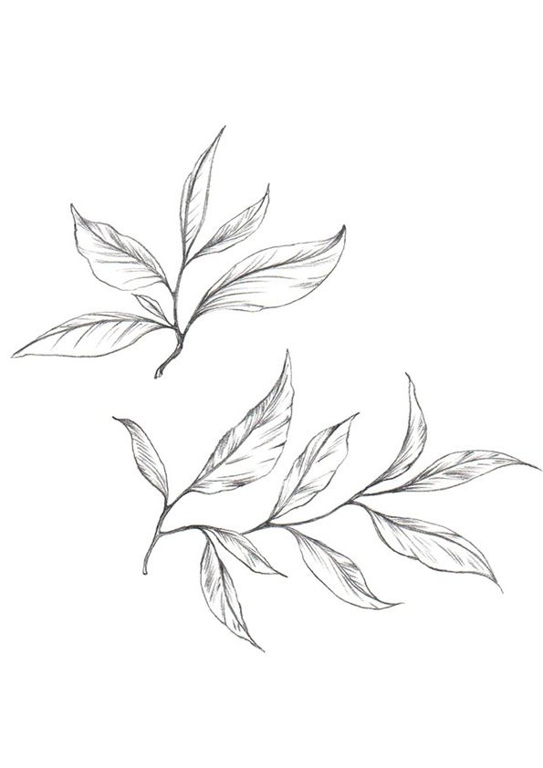 Printable tea leaf coloring pages for kids tea leaves tattoo leaf coloring page leaf tattoos