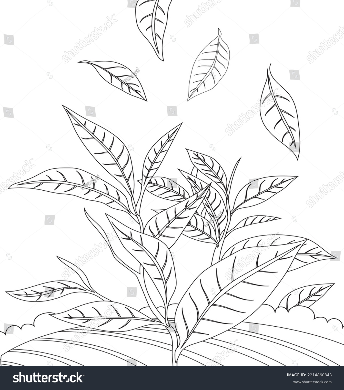 Tea lovers coloring pages tea plants stock vector royalty free