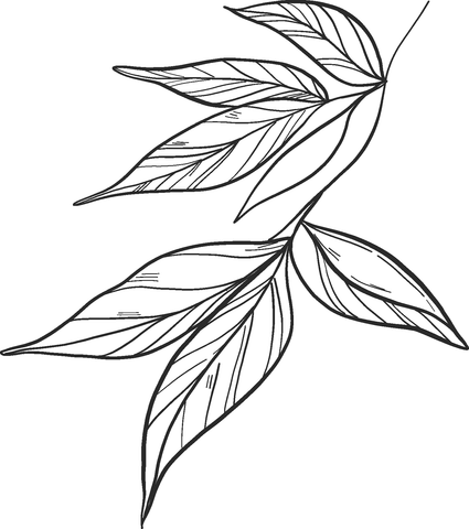 Peony leaves coloring page free printable coloring pages