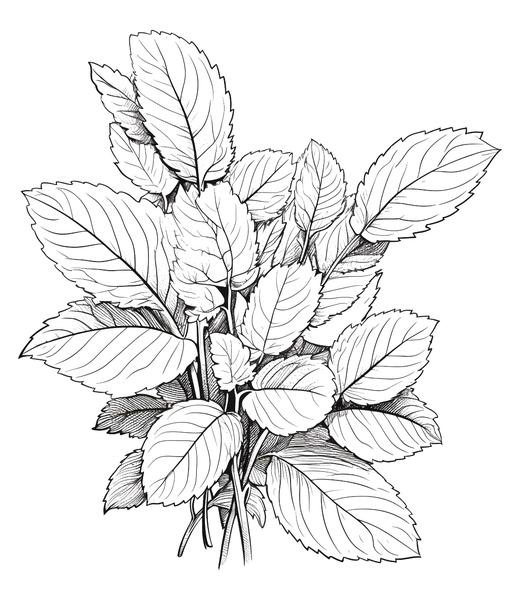 Free printable coffee tea coloring pages list
