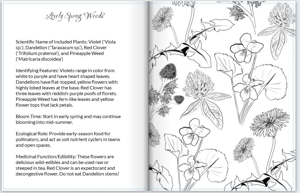 Into the garden coloring book