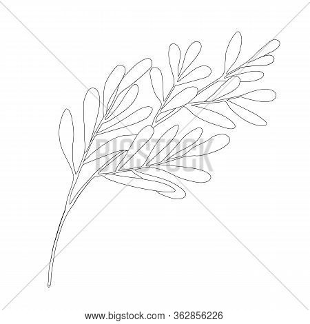Tea tree leaf outline vector photo free trial bigstock