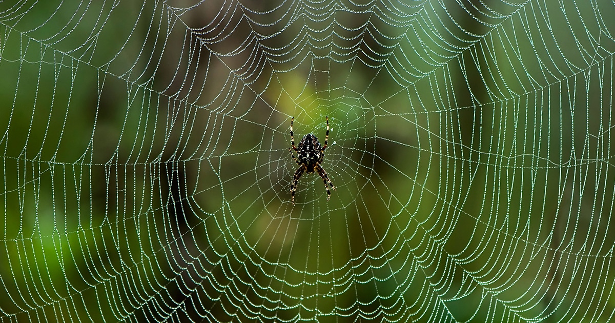 Learn how to draw a spider on a spiderweb in steps
