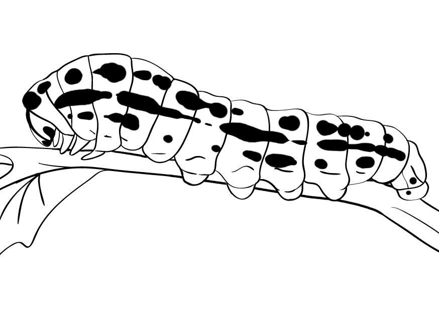 Free printable caterpillar coloring pages for kids insect coloring pages coloring pages for kids animal coloring pages