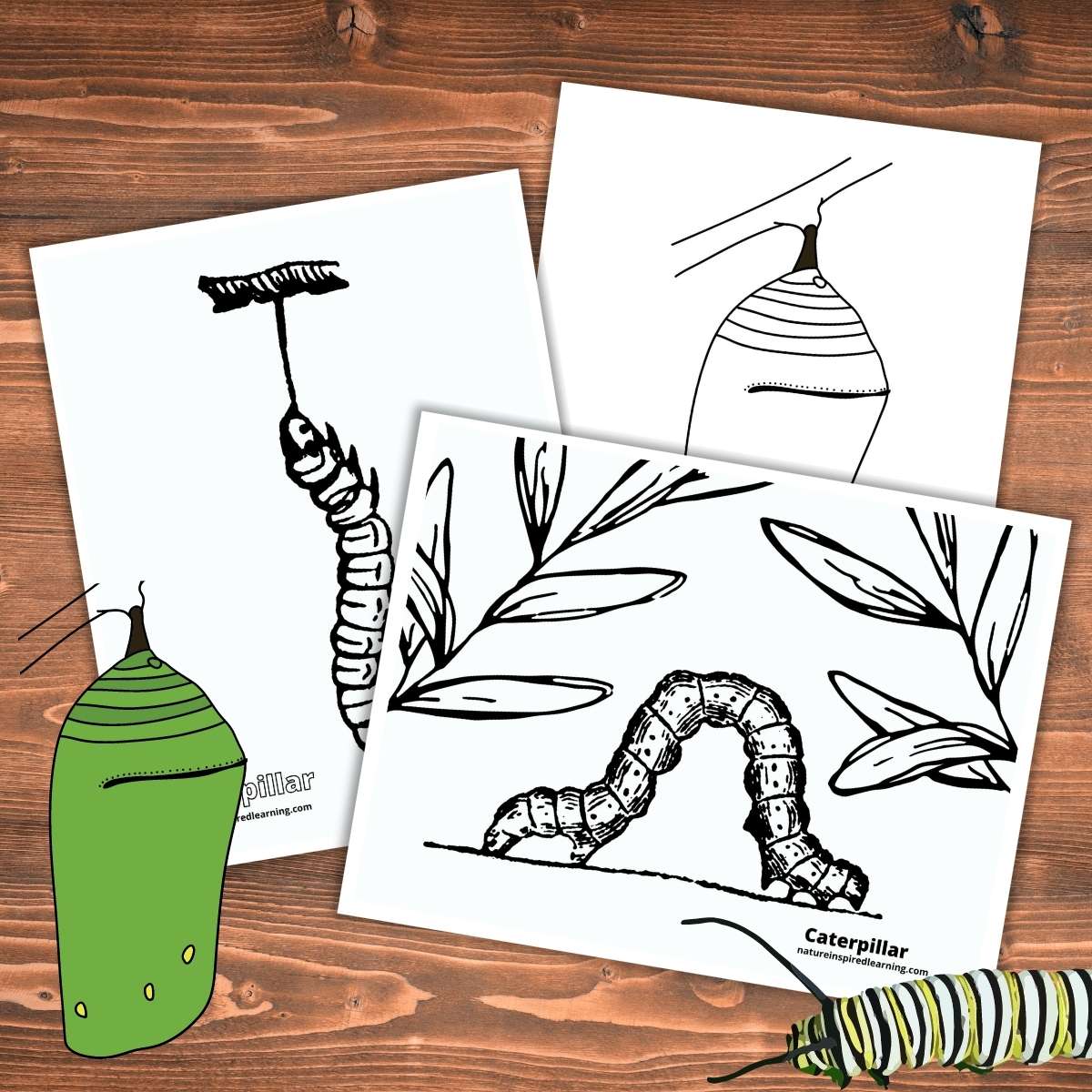 Caterpillar coloring pages for kids