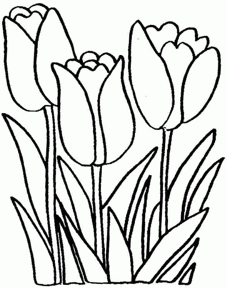 Tulip flowers coloring sheets free for preschool flower coloring sheets coloring pages flower coloring pages