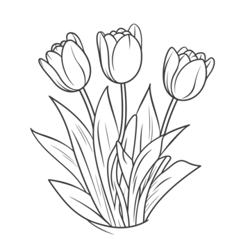 Tulip bouquet outline png transparent images free download vector files