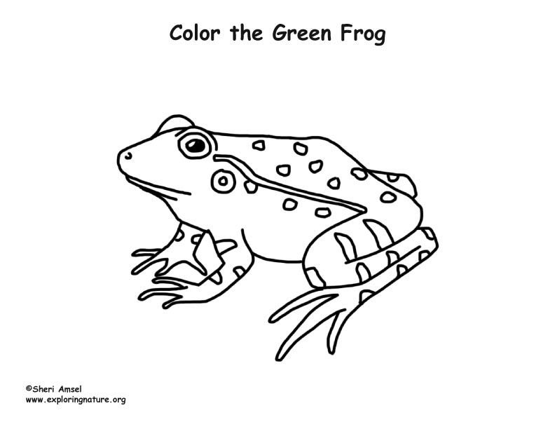 Frog green coloring page