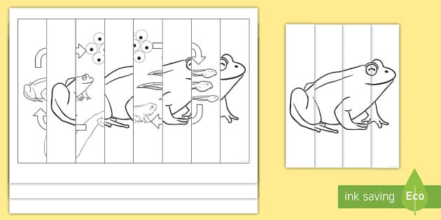 Frog life cycle louring pages agamographs