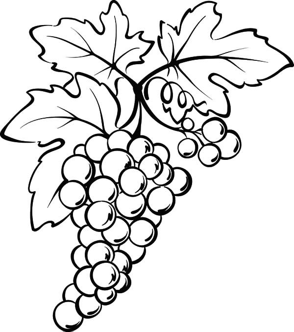 Grapes from spain coloring pages color luna fruit coloring pages grape drawing leaf coloring page