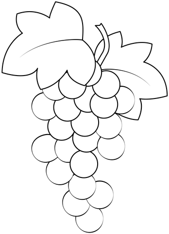 Grape vine coloring page free printable coloring pages