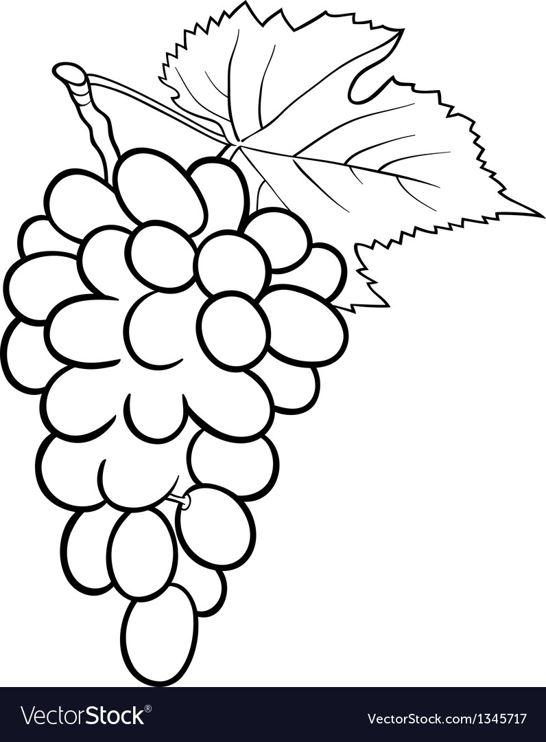 Grapes for coloring book royalty free vector image