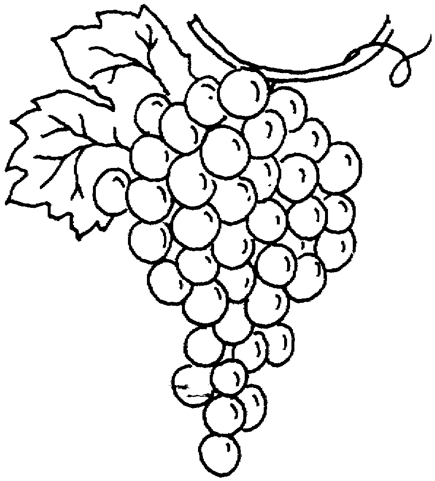 Grapes coloring pages