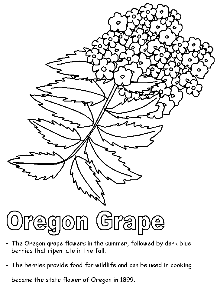 Oregon grape coloring page