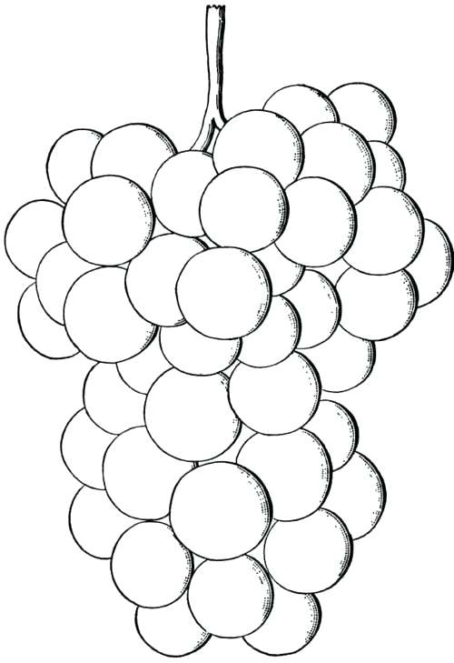 Grapes coloring pages