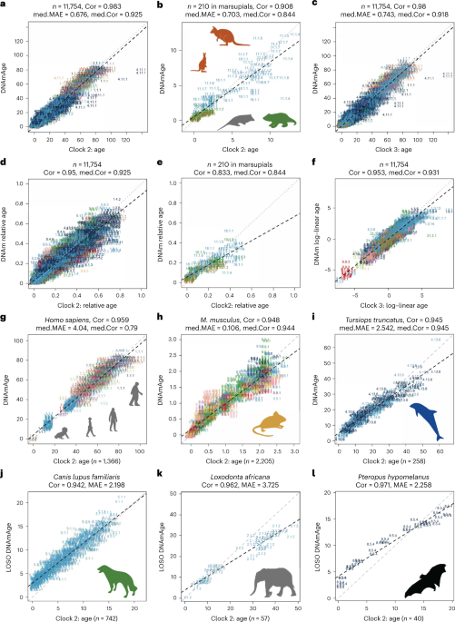 Universal dna methylation age across mammalian tissues aging