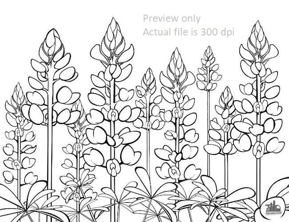 Texas bluebonnets coloring sheet download now