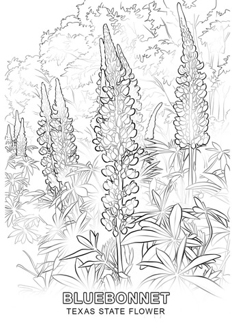 Texas state flower coloring page free printable coloring pages