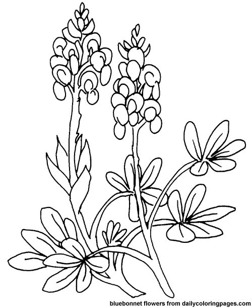Explore a world of coloring pages for adults