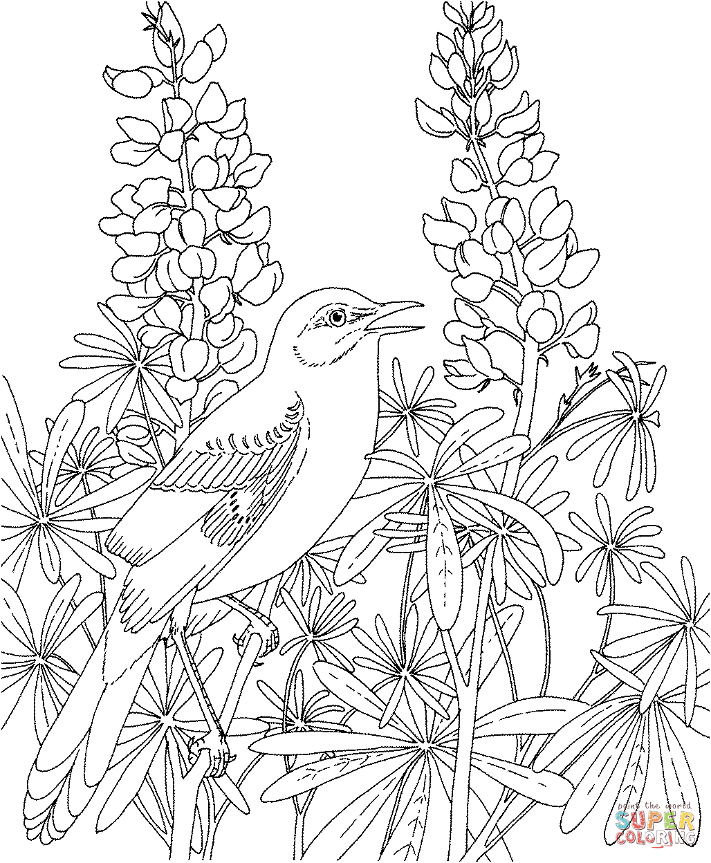 Mockingbird and bluebonnet texas state bird and flower coloring page free printable coloring pages