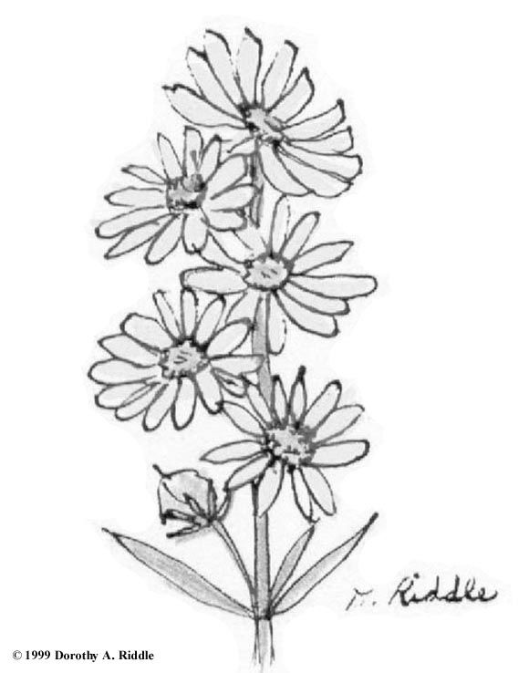 Texas wildflowers coloring book page wildflower drawing lotus flower tattoo flower tattoo