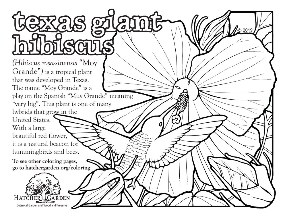 Coloring pages â hatcher garden