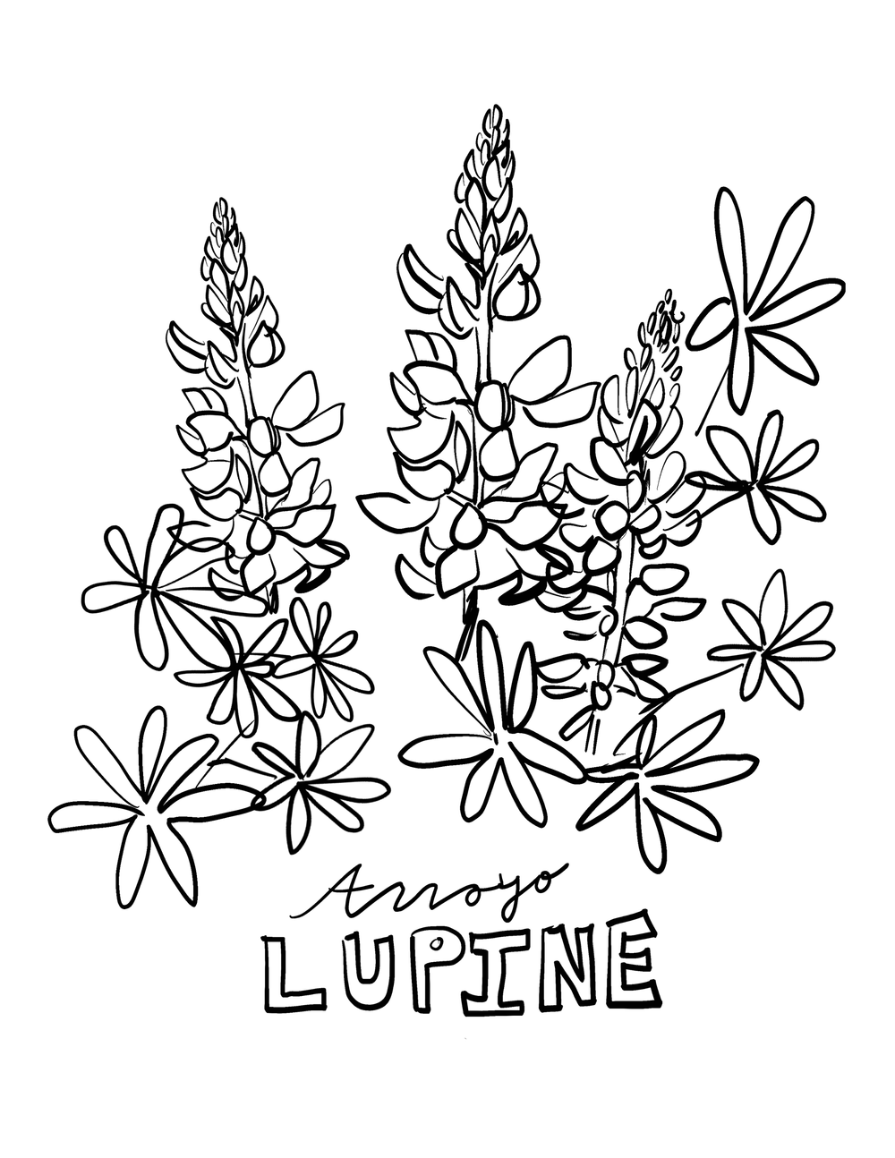 Spring flowers coloring book â molly paulick