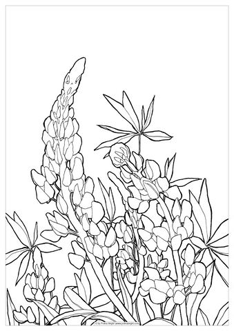Coloring pages