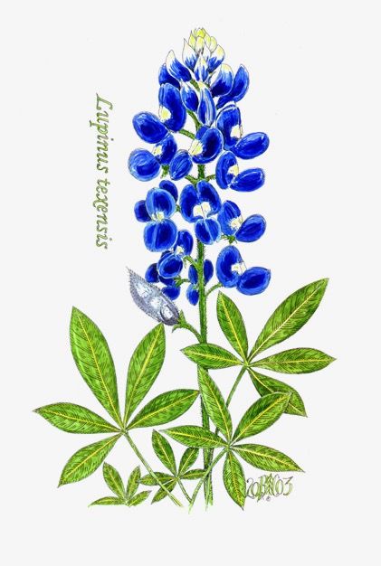 Bluebonnet drawing flower coloring pages watercolor flowers paintings flower drawing