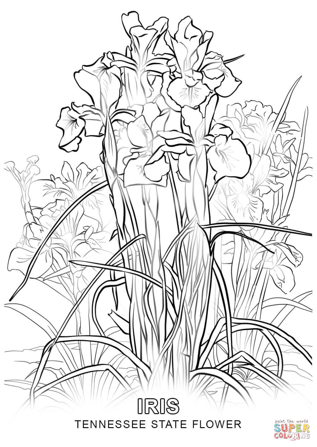 Tennessee state flower coloring page free printable coloring pages