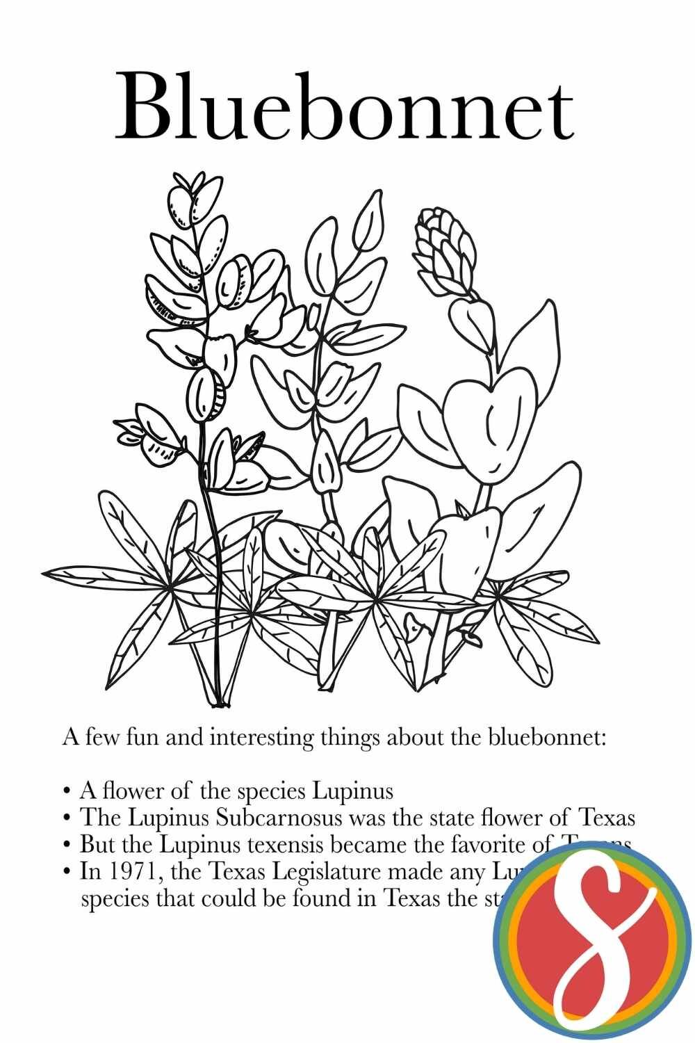 Free bluebonnet coloring pages â stevie doodles